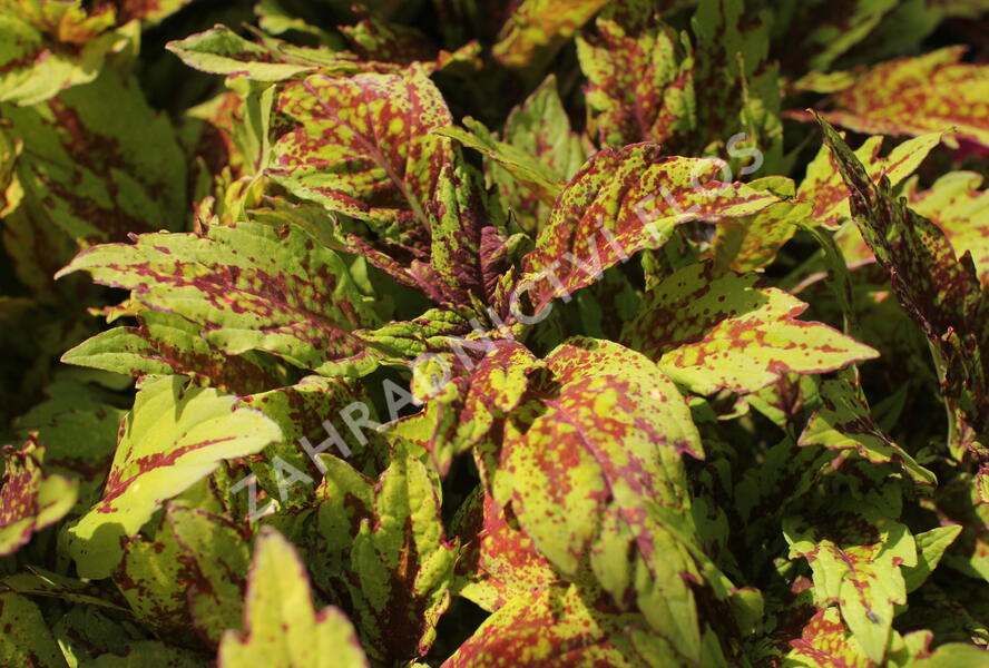 Pochvatec, Pokojová kopřiva 'Greenville' - Coleus blumei 'Greenville'