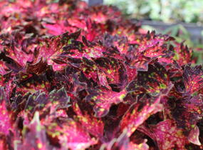 Pochvatec, Pokojová kopřiva 'Santa Monica' - Coleus blumei 'Santa Monica'