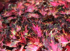 Pochvatec, Pokojová kopřiva 'Santa Monica' - Coleus blumei 'Santa Monica'