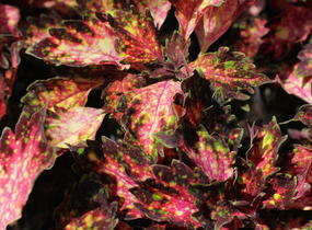Pochvatec, Pokojová kopřiva 'Santa Monica' - Coleus blumei 'Santa Monica'
