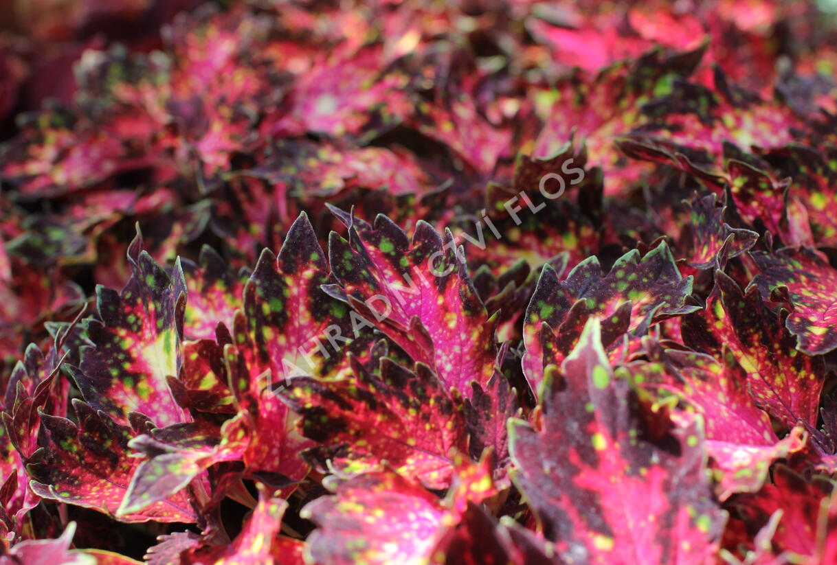Pochvatec, Pokojová kopřiva 'Santa Monica' - Coleus blumei 'Santa Monica'