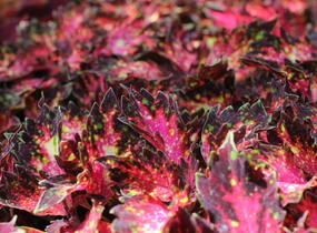 Pochvatec, Pokojová kopřiva 'Santa Monica' - Coleus blumei 'Santa Monica'