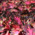 Coleus blumei 'Santa Monica'.JPG