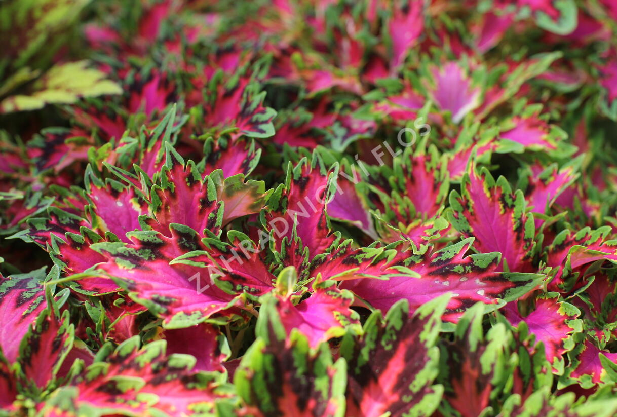 Pochvatec, Pokojová kopřiva 'Vegas Neon' - Coleus blumei 'Vegas Neon'