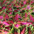Coleus blumei 'Vegas Neon'.JPG