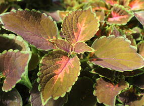 Pochvatec, Pokojová kopřiva 'Gardner Street' - Coleus blumei 'Gardner Street'