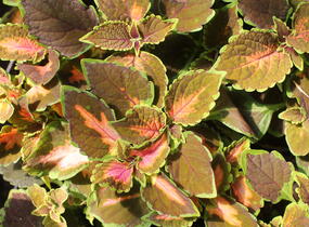 Pochvatec, Pokojová kopřiva 'Gardner Street' - Coleus blumei 'Gardner Street'