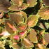 Coleus blumei 'Gardner Street'.JPG