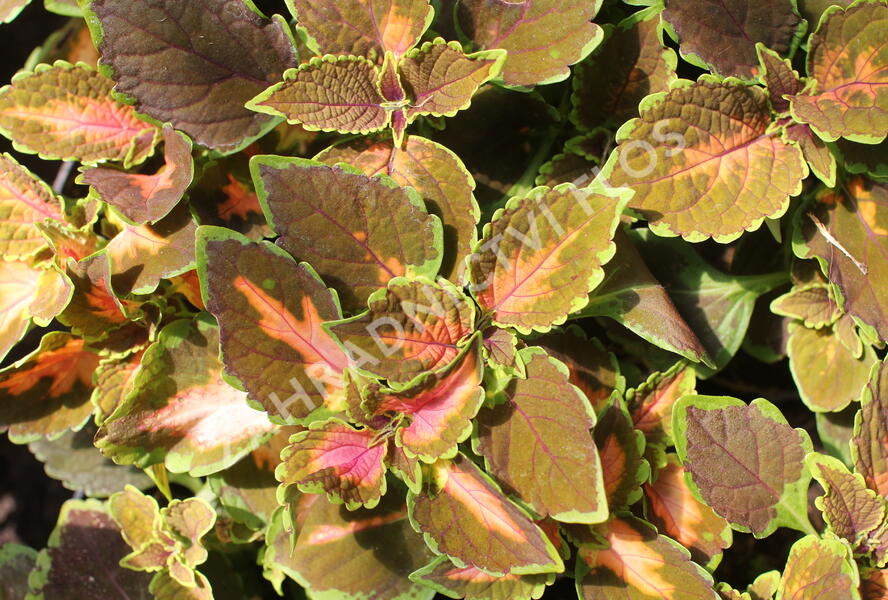 Pochvatec, Pokojová kopřiva 'Gardner Street' - Coleus blumei 'Gardner Street'