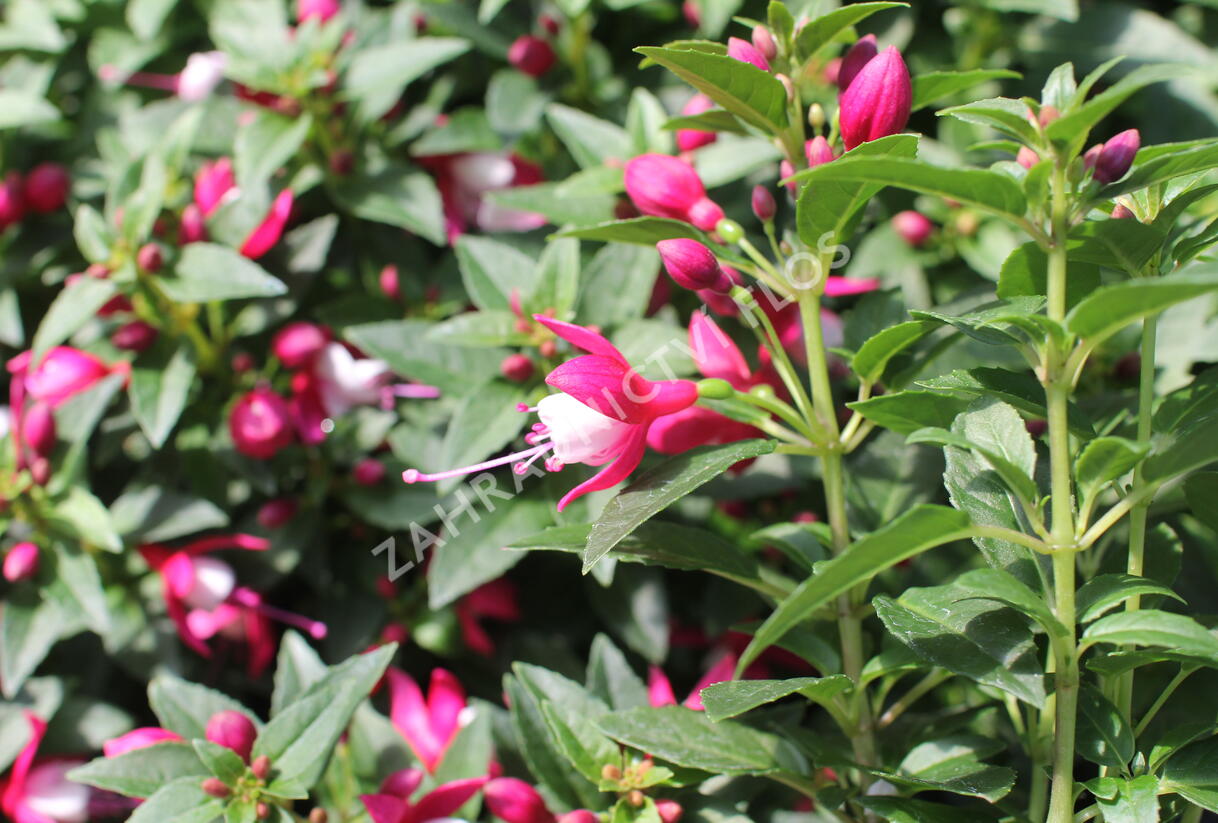 Fuchsie, čílko 'Summermelody Carmine White' - Fuchsia hybrida 'Summermelody Carmine White'