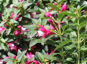Fuchsie, čílko 'Summermelody Carmine White' - Fuchsia hybrida 'Summermelody Carmine White'