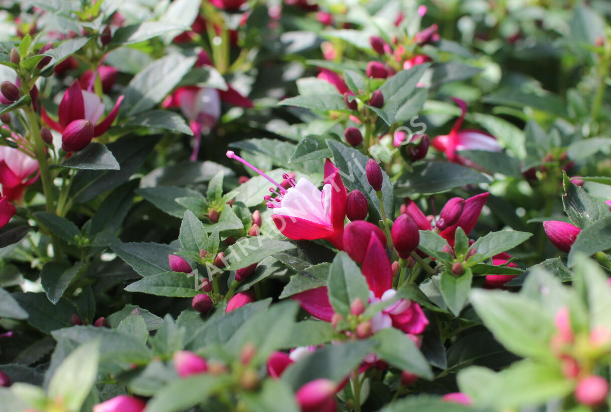 Fuchsie, čílko 'Summermelody Carmine White' - Fuchsia hybrida 'Summermelody Carmine White'