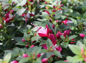 Fuchsie, čílko 'Summermelody Carmine White' - Fuchsia hybrida 'Summermelody Carmine White'