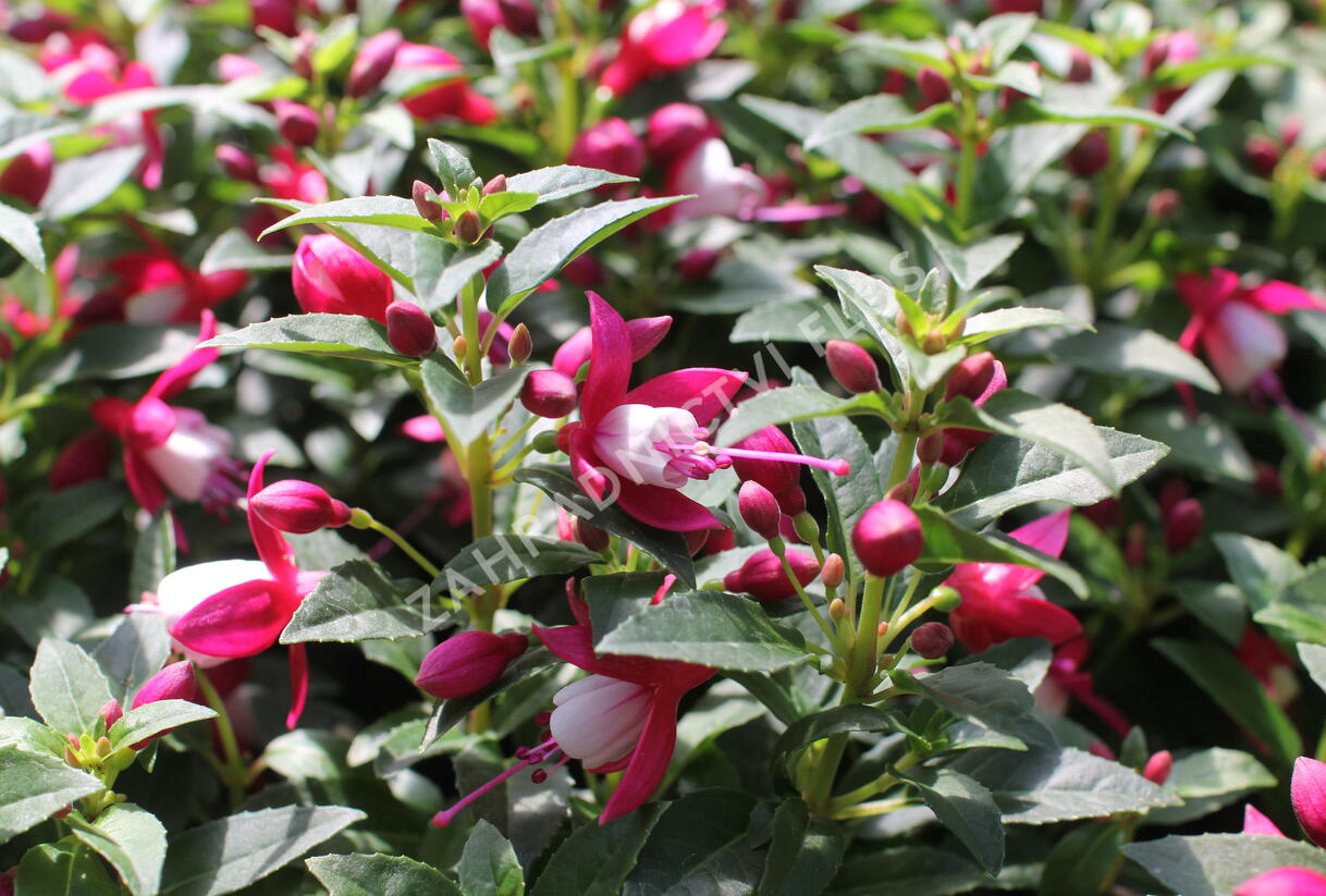 Fuchsie, čílko 'Summermelody Carmine White' - Fuchsia hybrida 'Summermelody Carmine White'