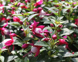 Fuchsie, čílko 'Summermelody Carmine White'
