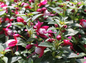 Fuchsie, čílko 'Summermelody Carmine White' - Fuchsia hybrida 'Summermelody Carmine White'