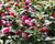 Fuchsie, čílko 'Summermelody Carmine White'