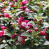 Fuchsia hybrida 'Summermelody Carmine White'.JPG