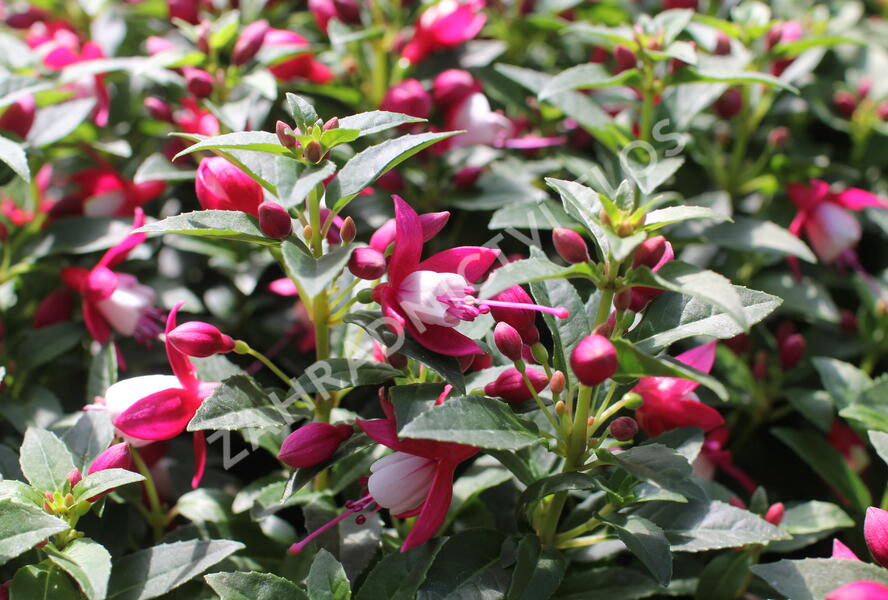 Fuchsie, čílko 'Summermelody Carmine White' - Fuchsia hybrida 'Summermelody Carmine White'