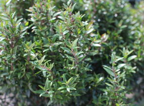 Myrta obecná 'Lumi' - Myrtus communis 'Lumi'