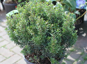 Myrta obecná 'Lumi' - Myrtus communis 'Lumi'
