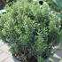 Myrtus communis 'Lumi'.JPG