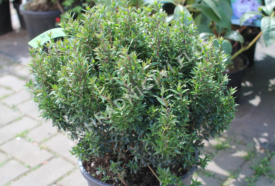 Myrta obecná 'Lumi' - Myrtus communis 'Lumi'