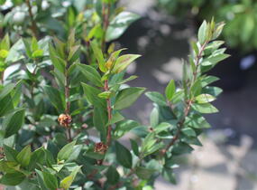 Myrta obecná - Myrtus communis