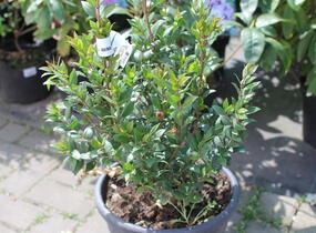 Myrta obecná - Myrtus communis