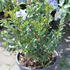 Myrtus communis.JPG