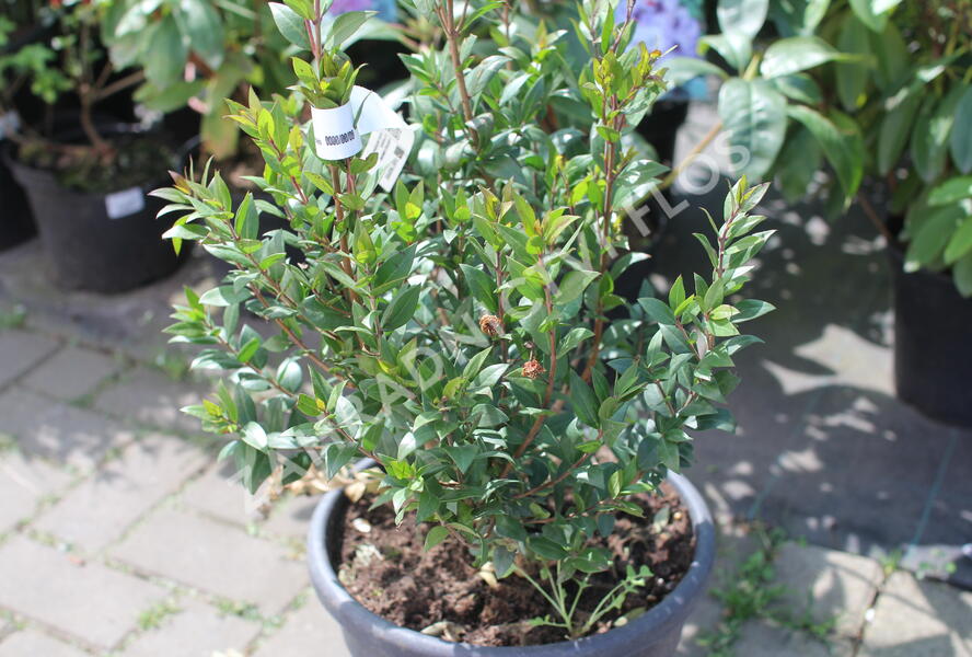 Myrta obecná - Myrtus communis