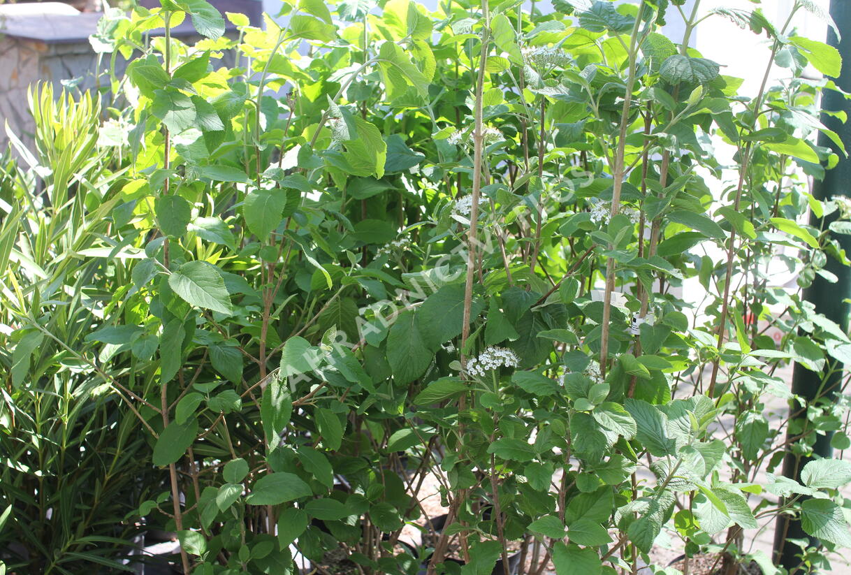 Kalina tušalaj - Viburnum lantana