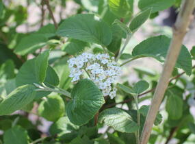Kalina tušalaj - Viburnum lantana
