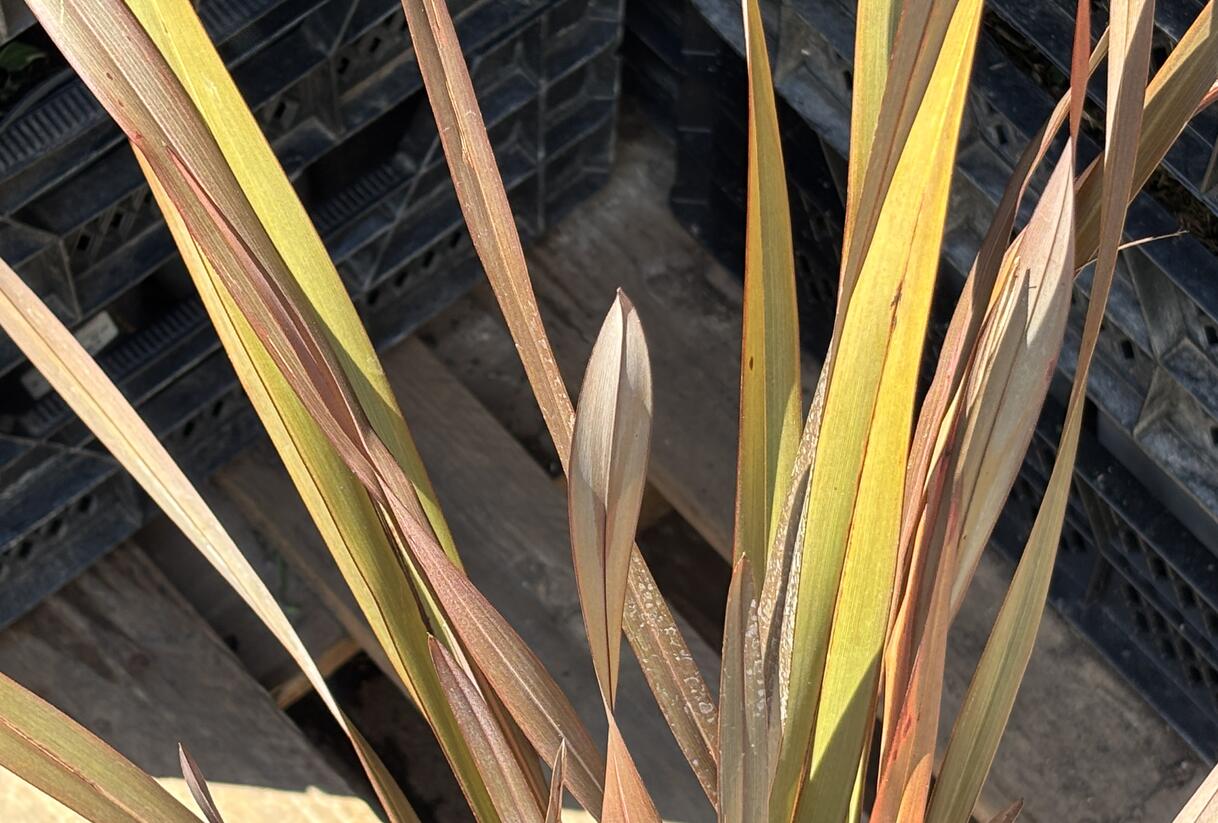 Lenovník novozélandský 'Platts Black' - Phormium tenax 'Platts Black'