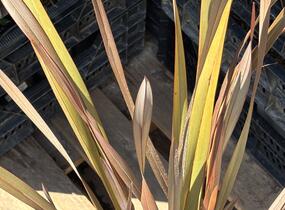 Lenovník novozélandský 'Platts Black' - Phormium tenax 'Platts Black'