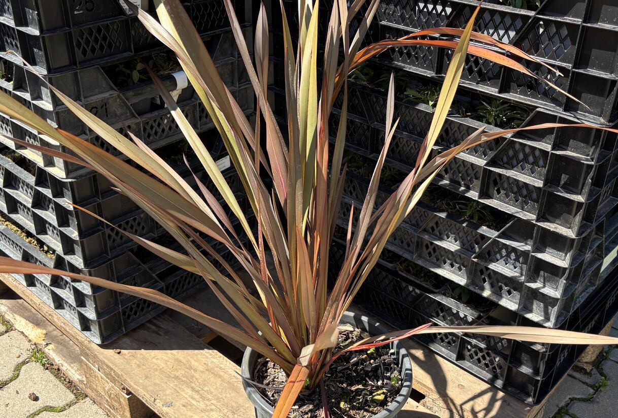 Lenovník novozélandský 'Platts Black' - Phormium tenax 'Platts Black'