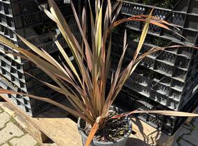 Lenovník novozélandský 'Platts Black' - Phormium tenax 'Platts Black'
