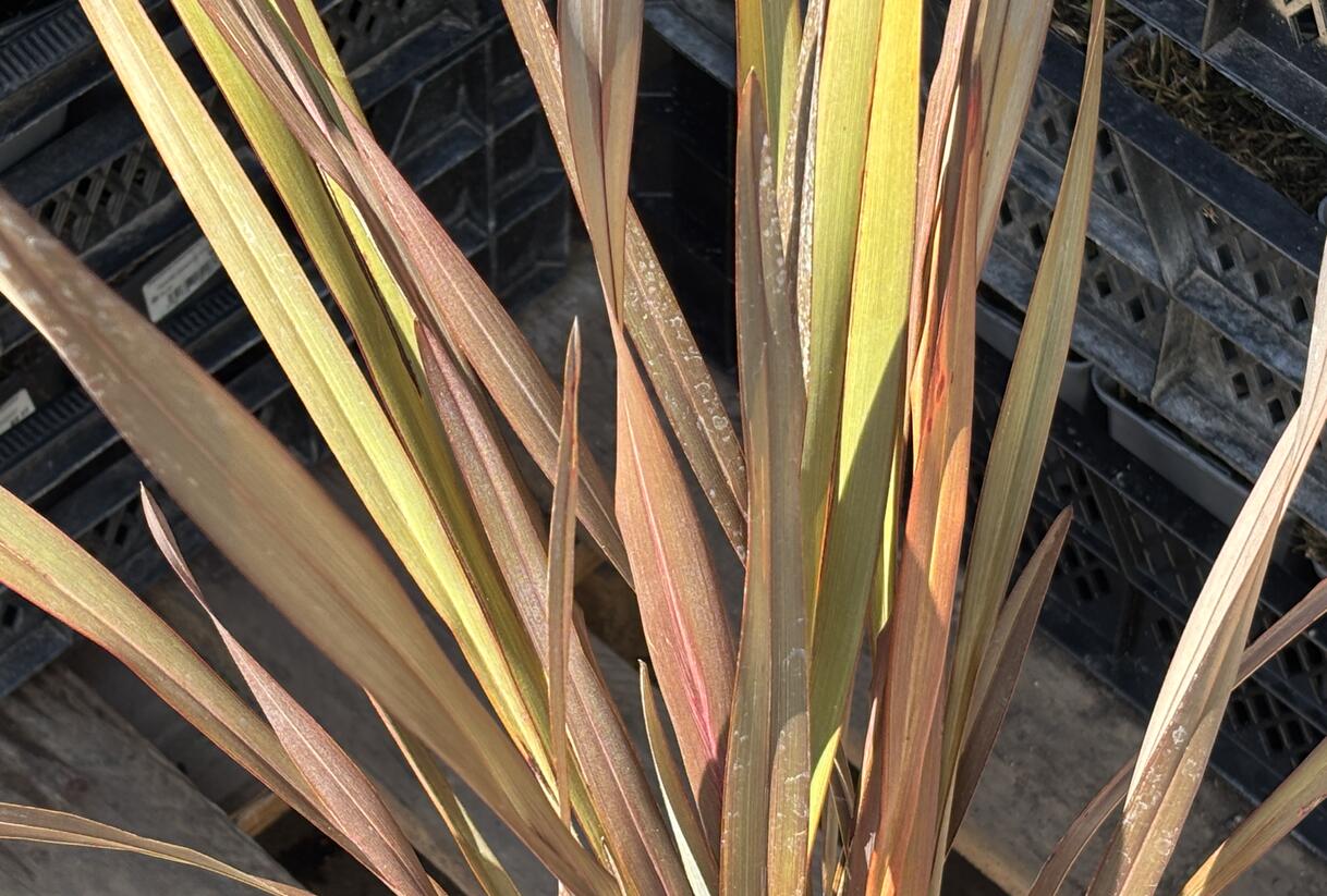 Lenovník novozélandský 'Platts Black' - Phormium tenax 'Platts Black'