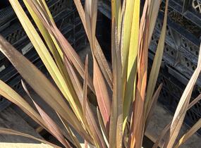 Lenovník novozélandský 'Platts Black' - Phormium tenax 'Platts Black'