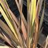 Phormium tenax 'Platts Black' 2.JPG