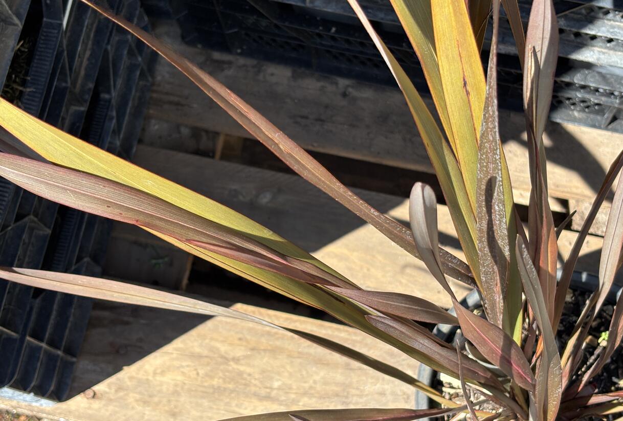 Lenovník novozélandský 'Platts Black' - Phormium tenax 'Platts Black'