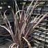 Phormium tenax 'Black Adder' 1.JPG
