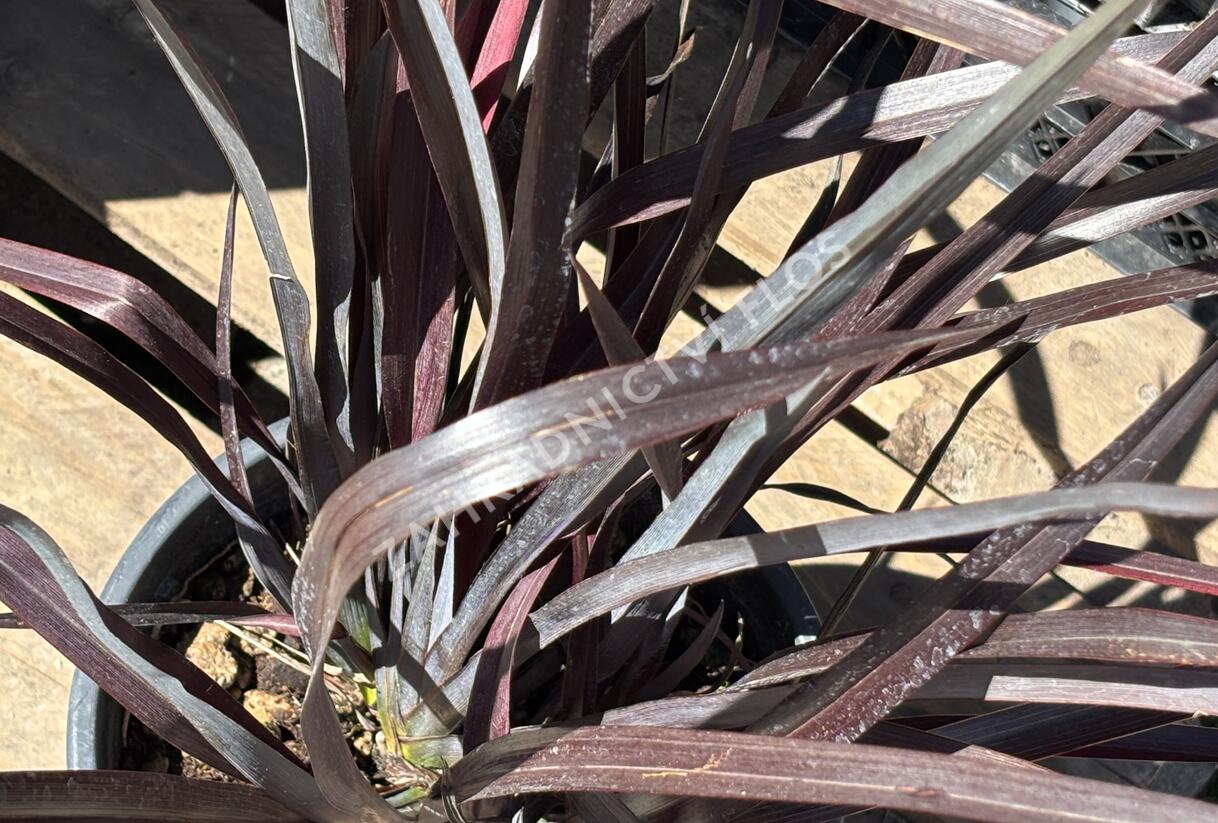 Lenovník novozélandský 'Black Adder' - Phormium tenax 'Black Adder'