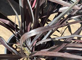 Lenovník novozélandský 'Black Adder' - Phormium tenax 'Black Adder'