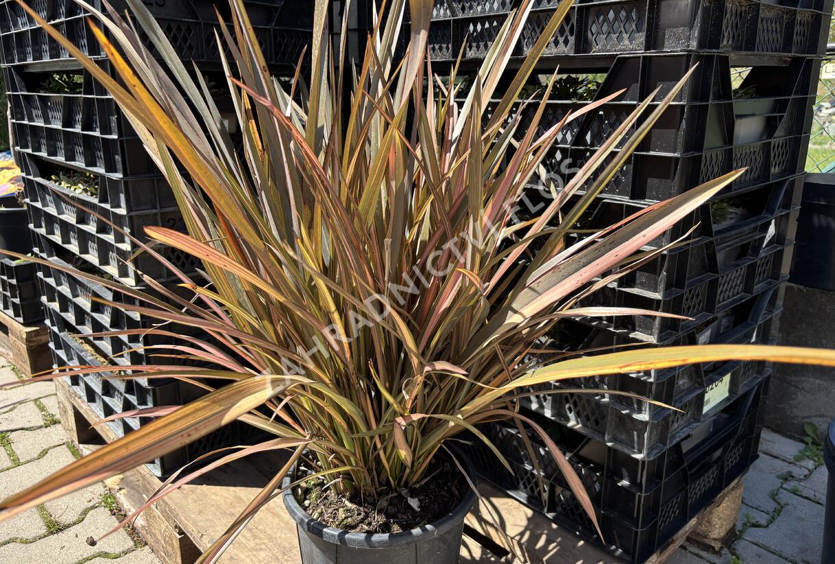 Lenovník novozélandský 'Flamingo' - Phormium tenax 'Flamingo'