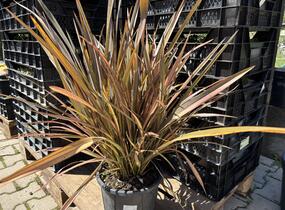 Lenovník novozélandský 'Flamingo' - Phormium tenax 'Flamingo'