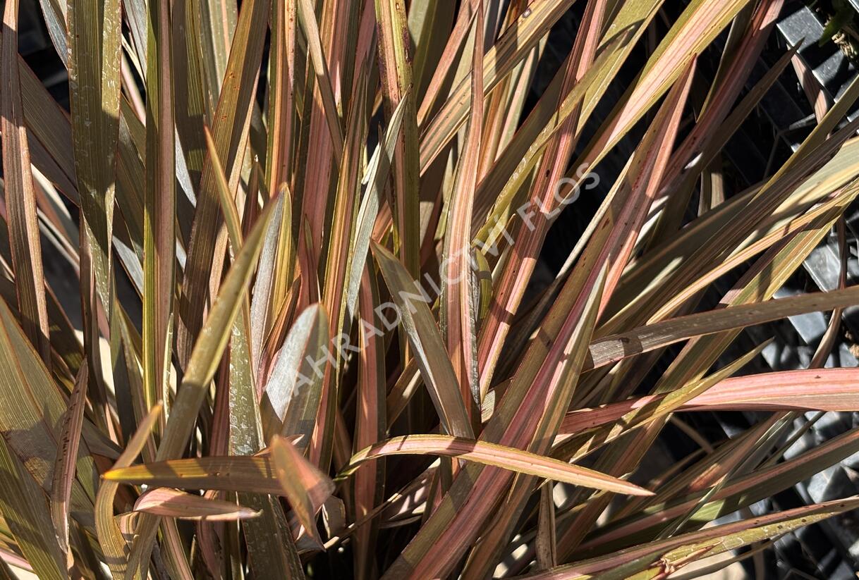 Lenovník novozélandský 'Flamingo' - Phormium tenax 'Flamingo'