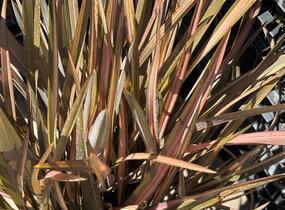 Lenovník novozélandský 'Flamingo' - Phormium tenax 'Flamingo'