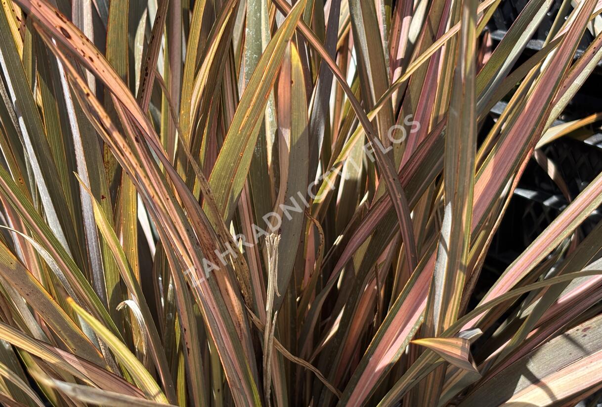 Lenovník novozélandský 'Flamingo' - Phormium tenax 'Flamingo'