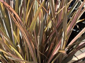 Lenovník novozélandský 'Flamingo' - Phormium tenax 'Flamingo'